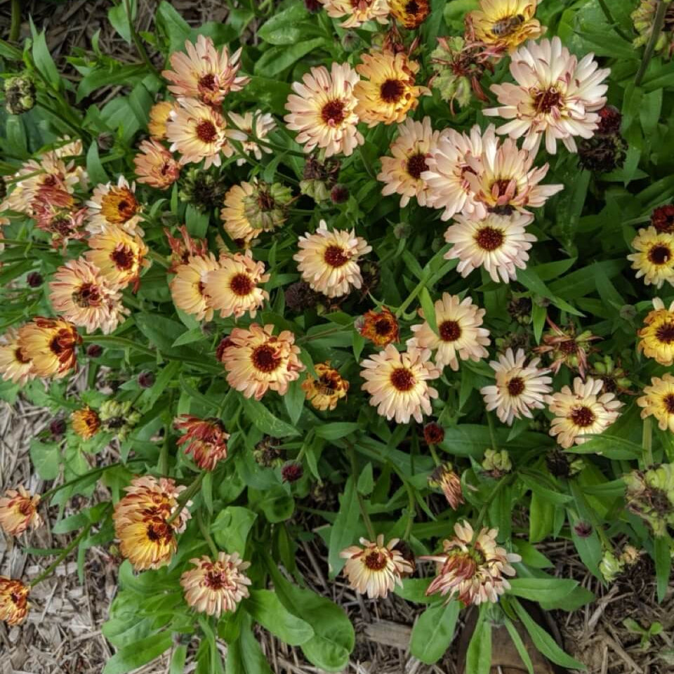 Calendula Seeds – Triangle Flashback Resina