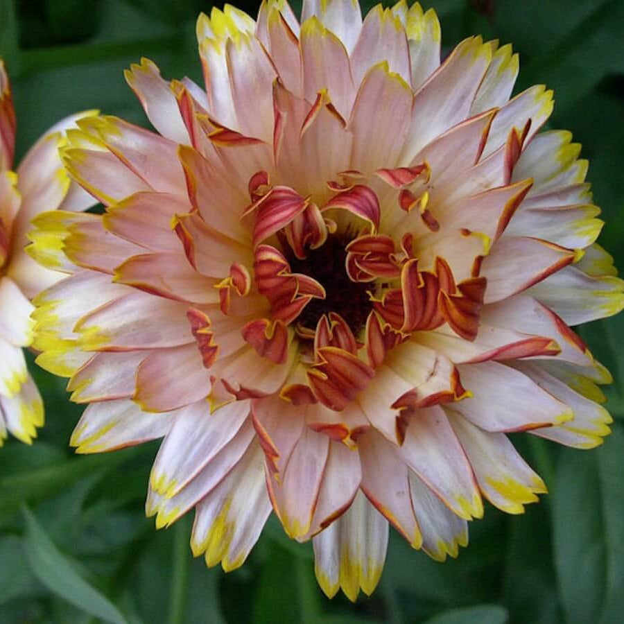 Calendula Seeds – Triangle Flashback Resina