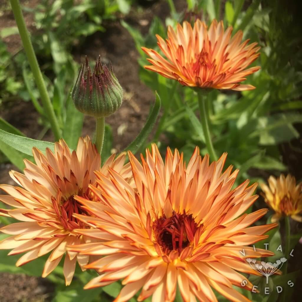 Calendula Seeds – Triangle Tri-Color