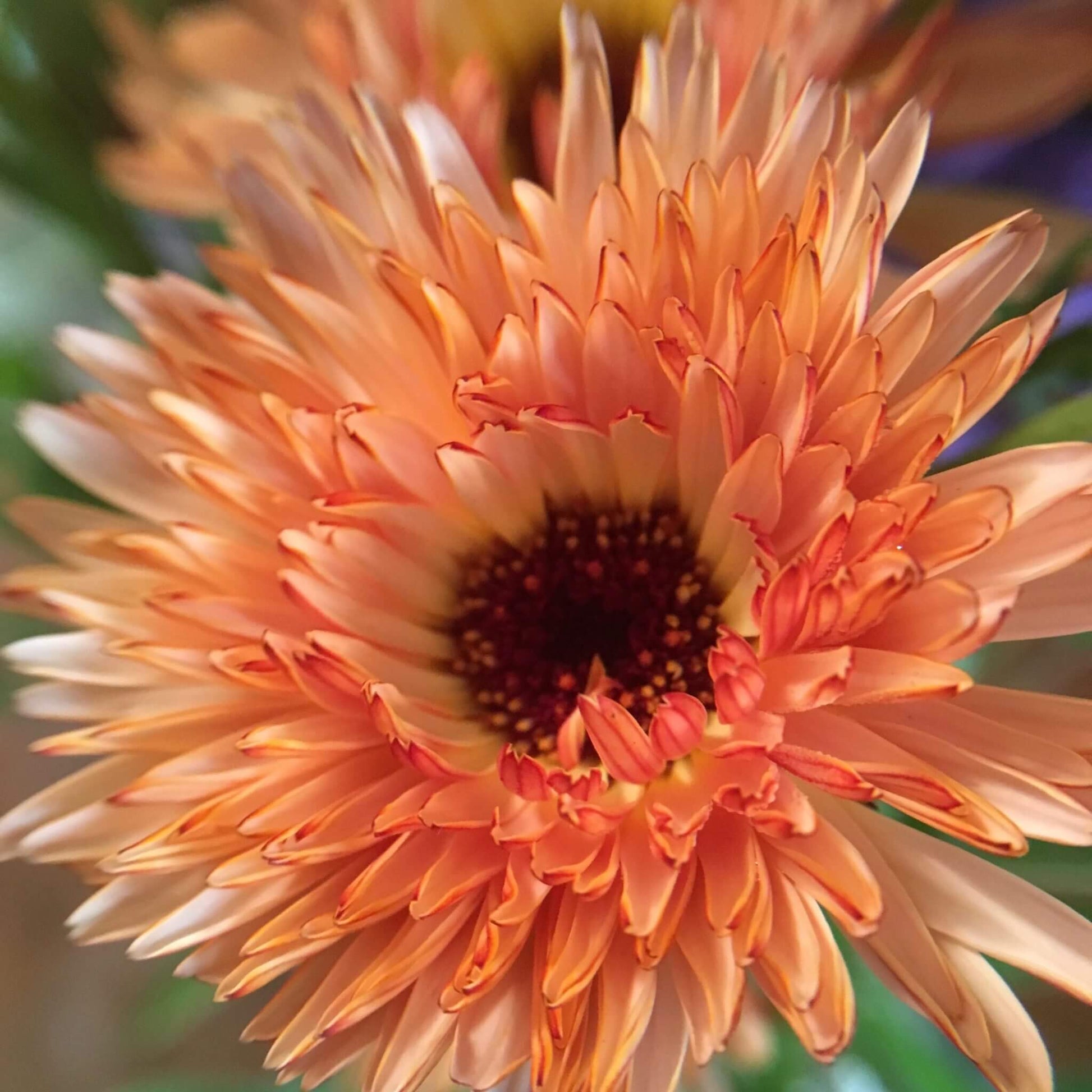 Calendula Seeds – Triangle Tri-Color