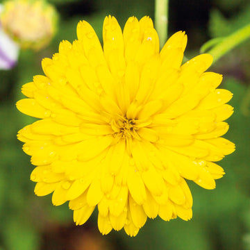 Calendula Seeds – Yellow Heirloom