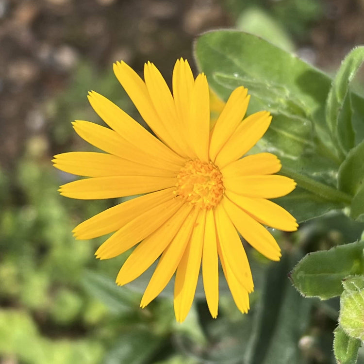 Calendula Seeds – Yellow Heirloom