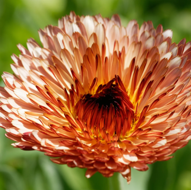 Calendula Seeds – Zeolights
