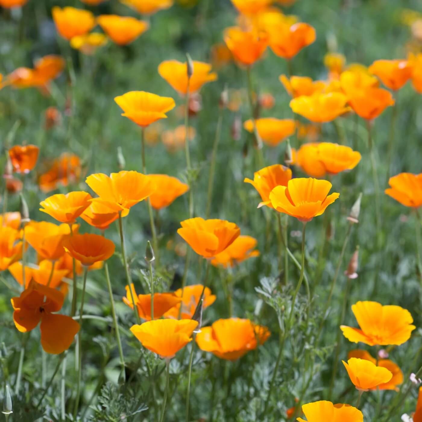 Cali flower Seeds – Wildflower Mix Heirloom
