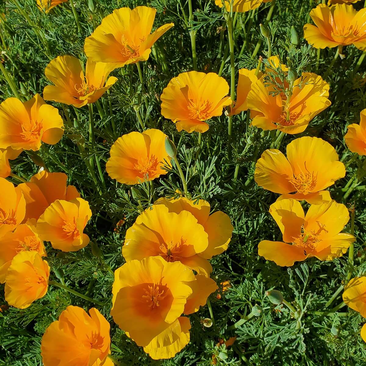Cali flower Seeds – Wildflower Mix Heirloom
