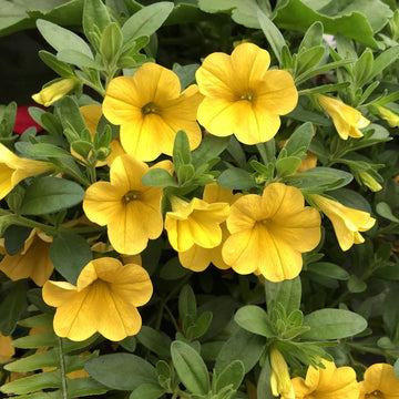 Calibrachoa Seeds – Compact  
