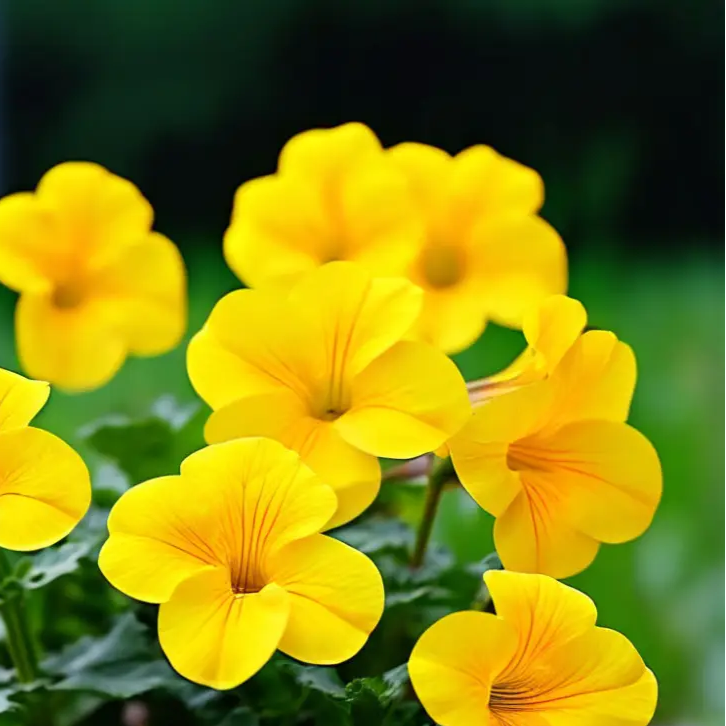 Calibrachoa Seeds – Compact  
