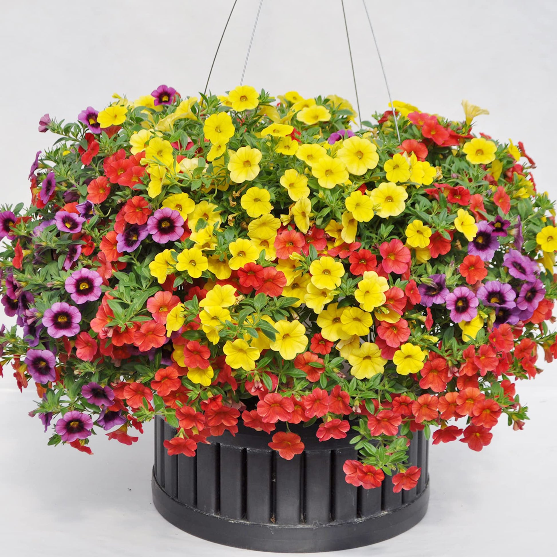 Calibrachoa Seeds – Million Bells
