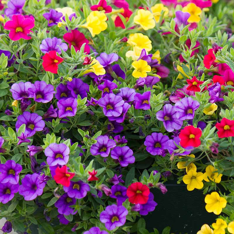 Calibrachoa Seeds – Mini Petunia
