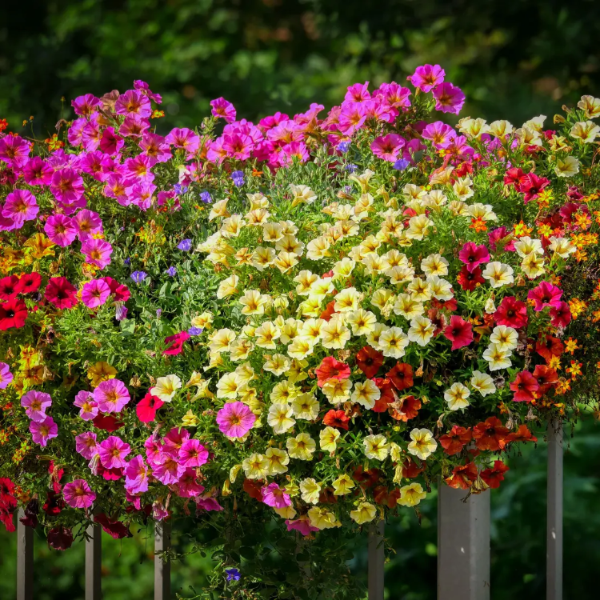 Calibrachoa Seeds – Mini Petunia
