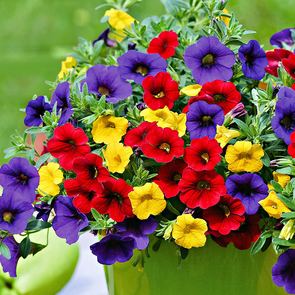 Calibrachoa Seeds – Mixed
