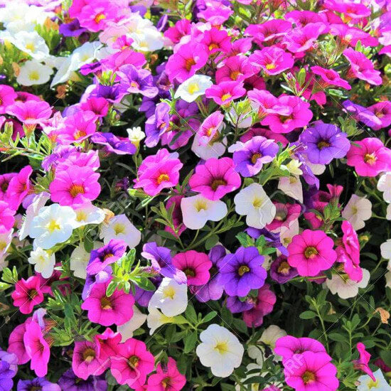 Calibrachoa Seeds – Mixed Million Bells

