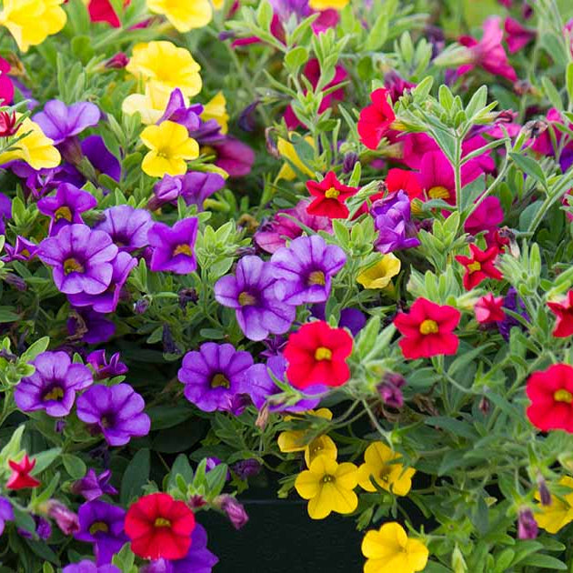 Calibrachoa Petunia Seeds - Flower Plant