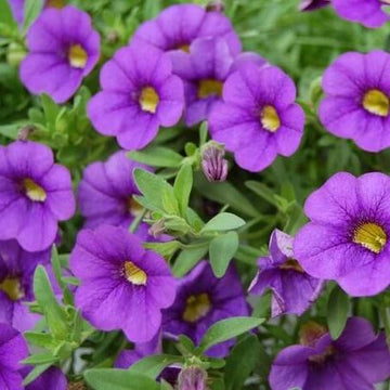 Calibrachoa Seeds – Purple