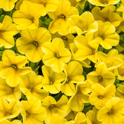 Calibrachoa Seeds – Yellow Superbells