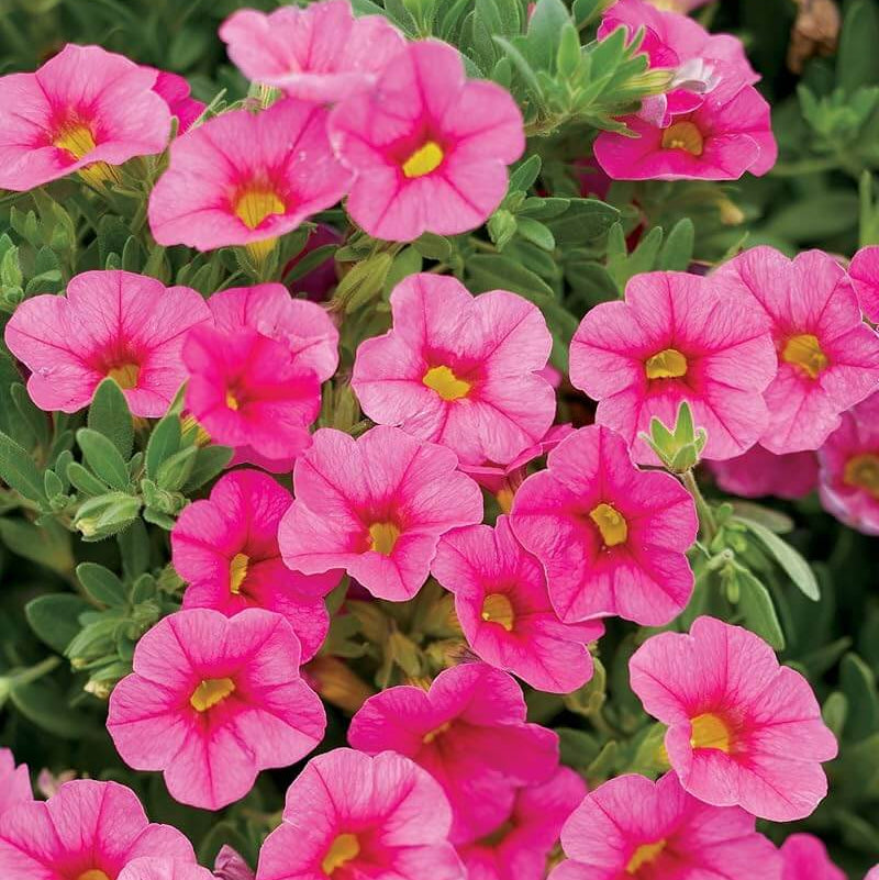 Calibrachoa Seeds – Deep Pink