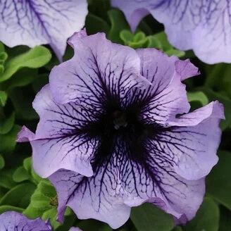 Calibrachoa Seeds – Tinted Purple Kabloom
