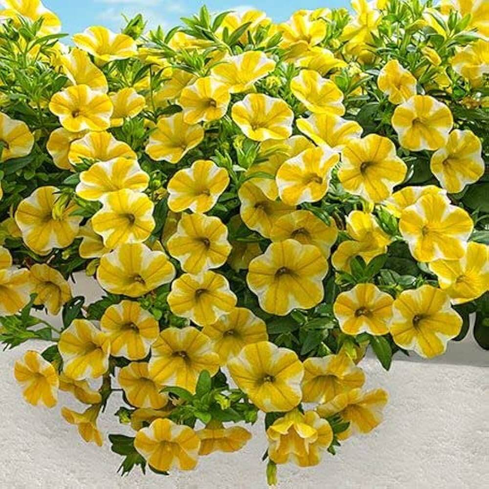Calibrachoa Seeds – White Yellow