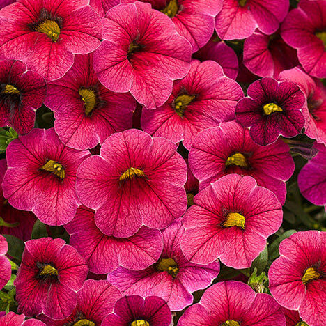 Calibrachoa Seeds – Deep Pink