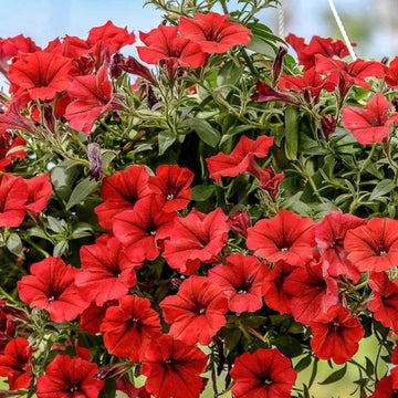 Calibrachoa Seeds – Red