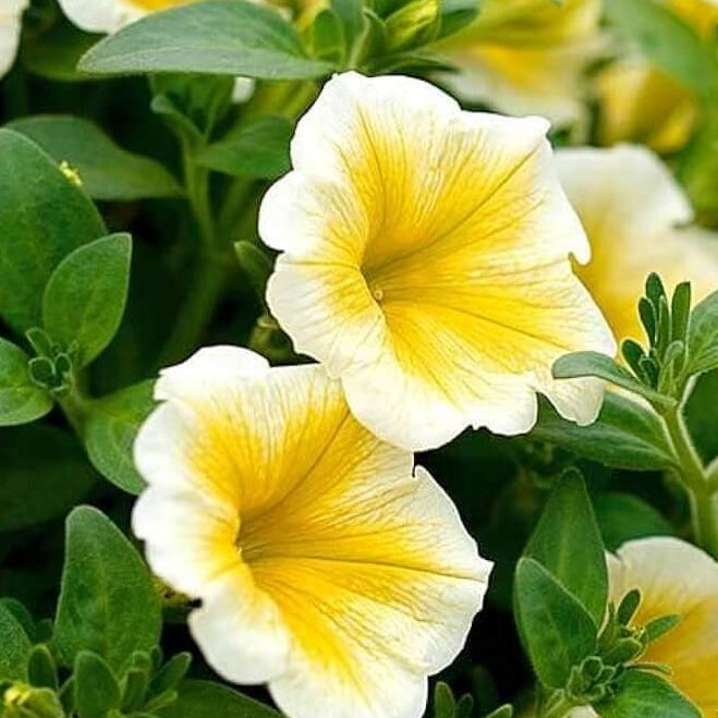 Calibrachoa Seeds – White Yellow
