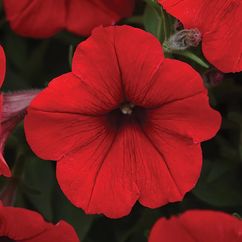 Calibrachoa Seeds – Red