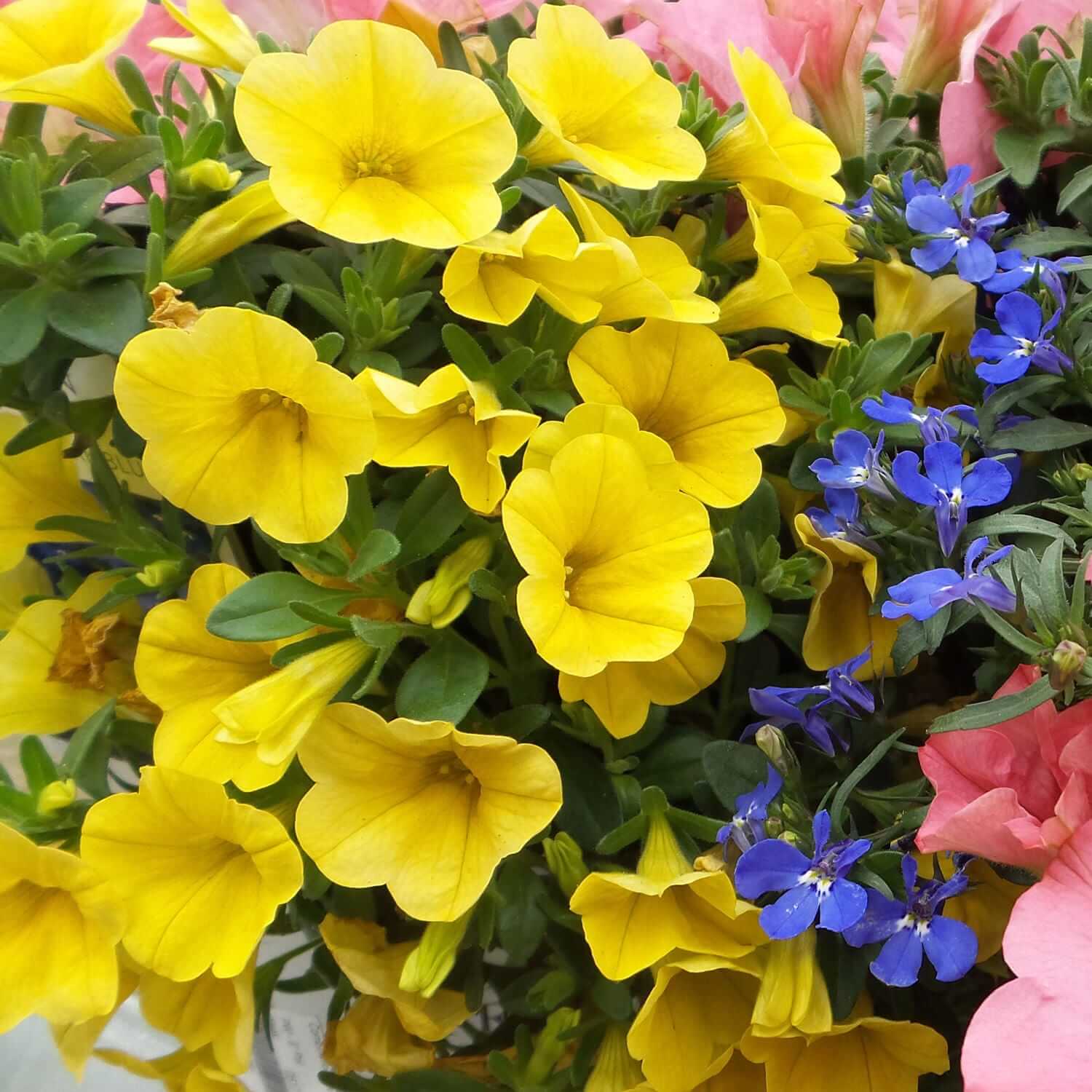 Calibrachoa Seeds – Yellow Superbells
