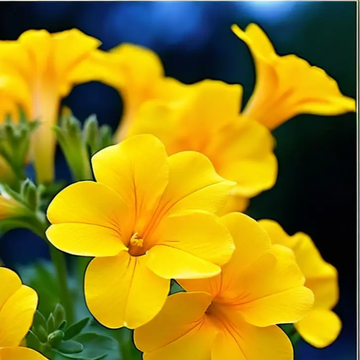 Calibrachoa Seeds – Compact  

