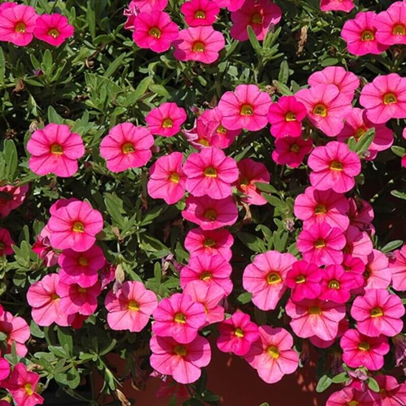 Calibrachoa Seeds – Deep Pink