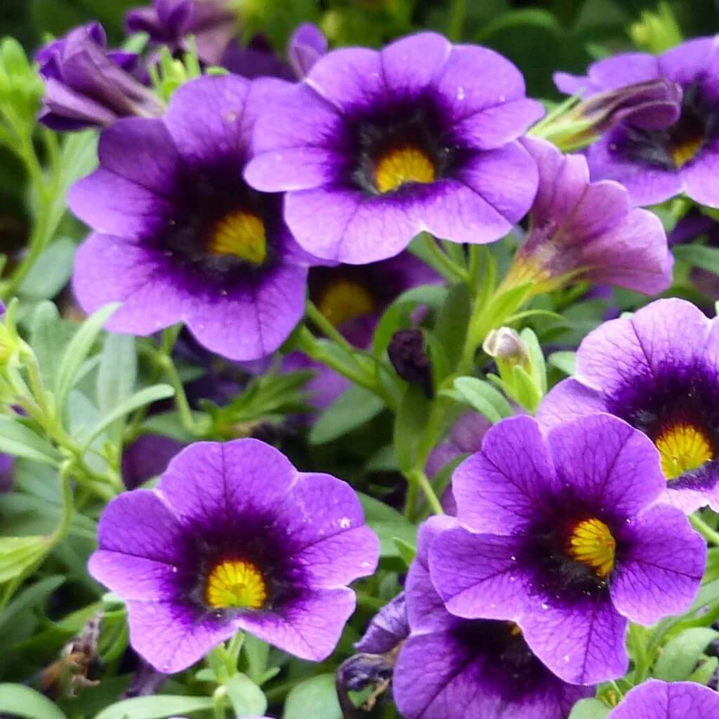Calibrachoa Seeds – Purple