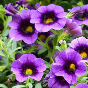 Calibrachoa Seeds – Purple