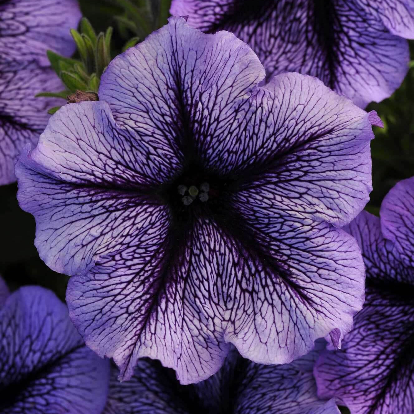 Calibrachoa Seeds – Tinted Purple Kabloom