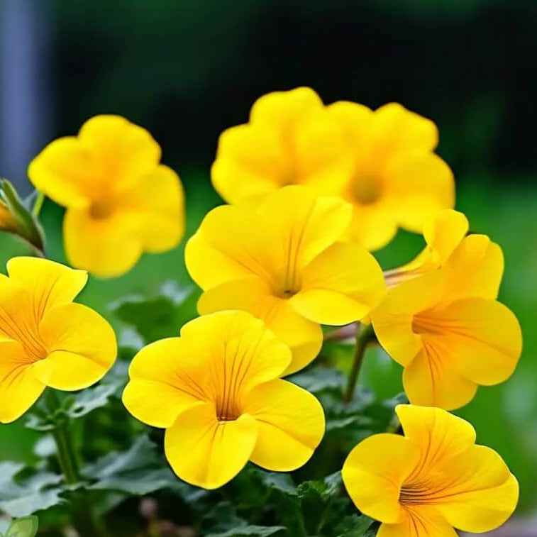 Calibrachoa Seeds – Yellow Superbells
