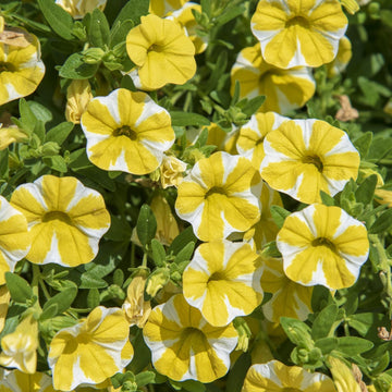 Calibrachoa Seeds – Superbells Lemon Slice
