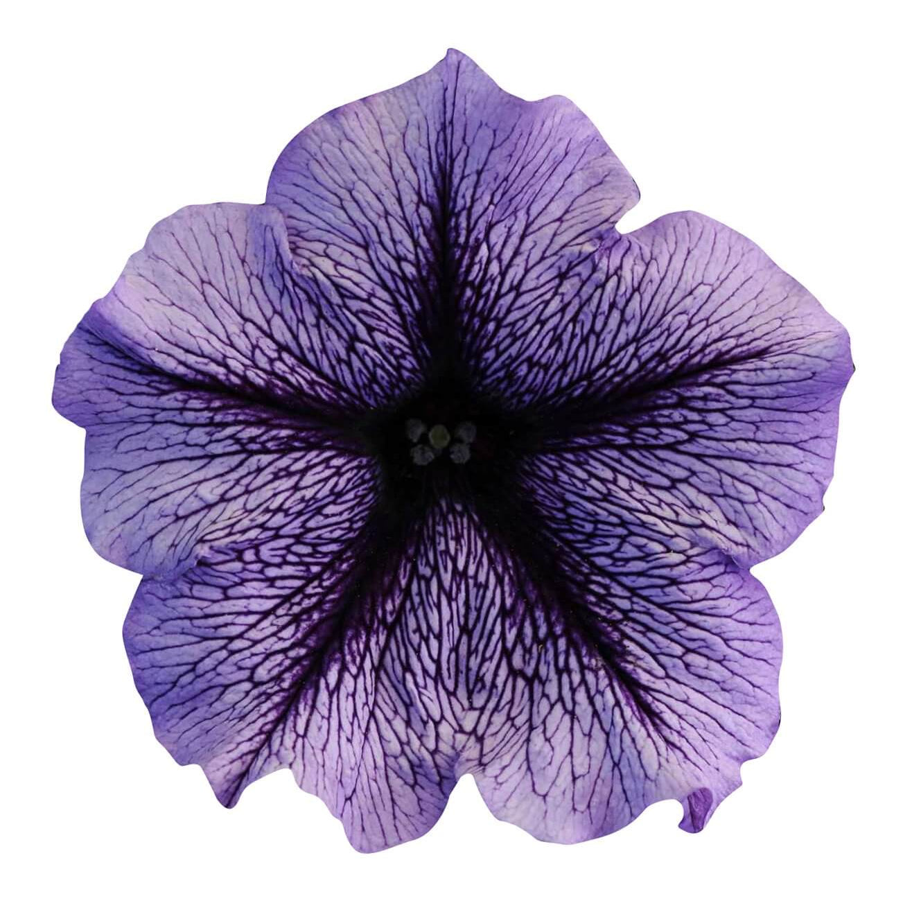 Calibrachoa Seeds – Tinted Purple Kabloom