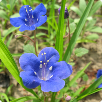 California Bluebell Seeds - Heirloom, Hardy
