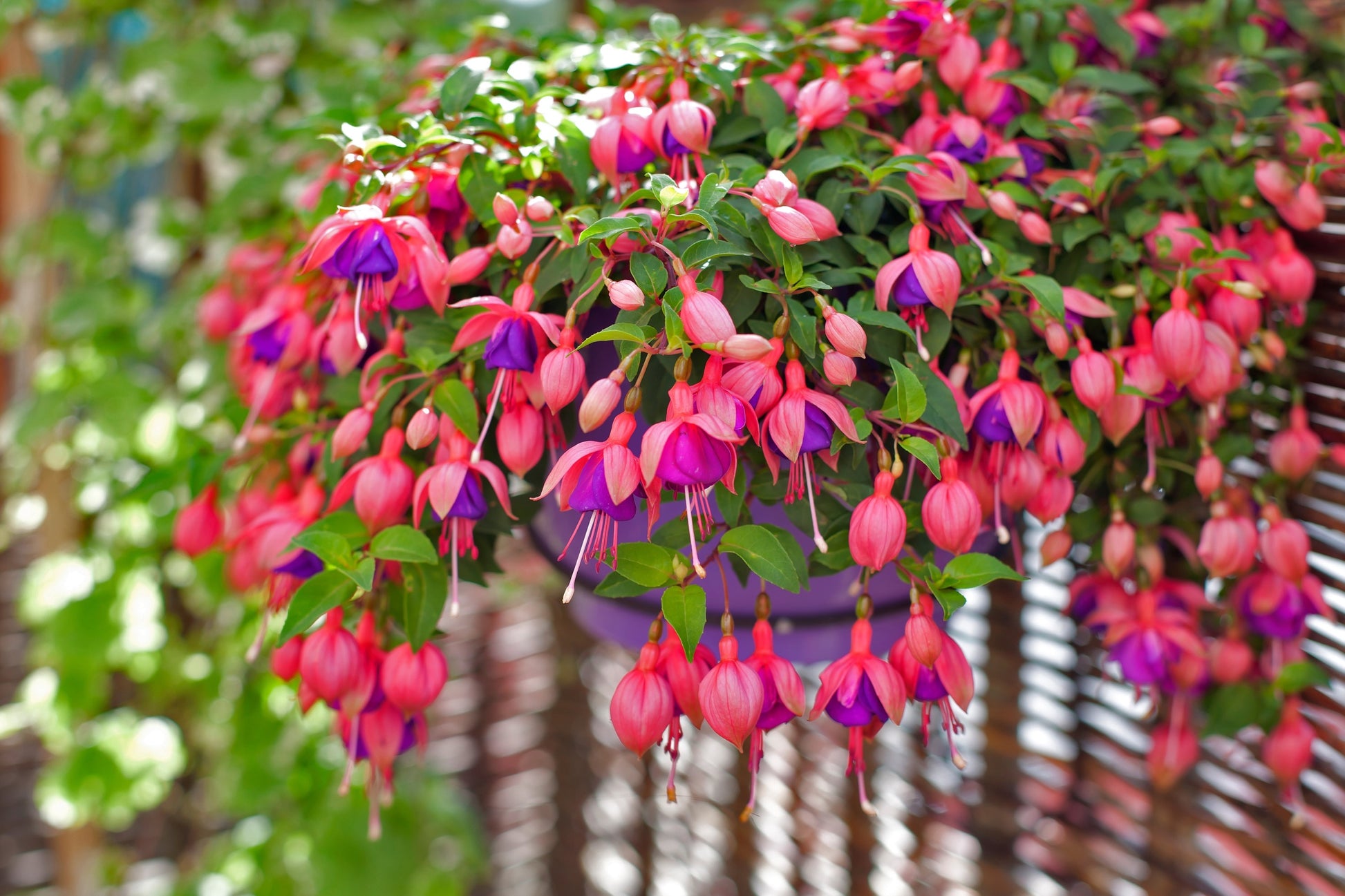 California Fuchsia Seeds – Epilobium Canum, Hardy & Low Maintenance
