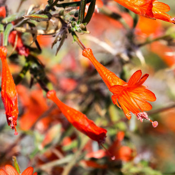 California Fuchsia Seeds – Epilobium Canum, Hardy & Low Maintenance
