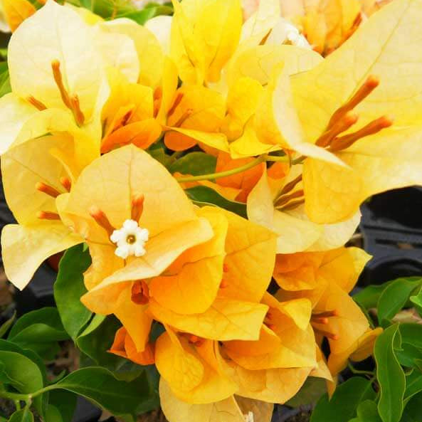 California Gold Bougainvillea Seeds - Flower Plant