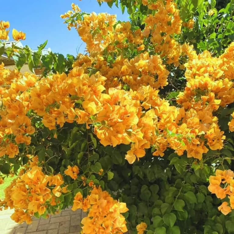 California Gold Bougainvillea Seeds - Flower Plant