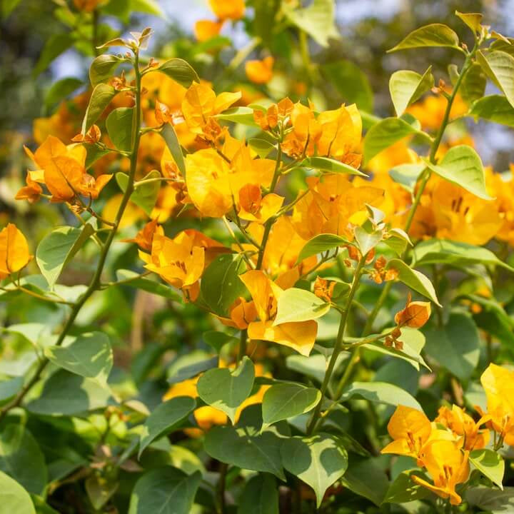California Gold Bougainvillea Seeds - Flower Plant