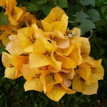 California Gold Bougainvillea Seeds - Flower Plant