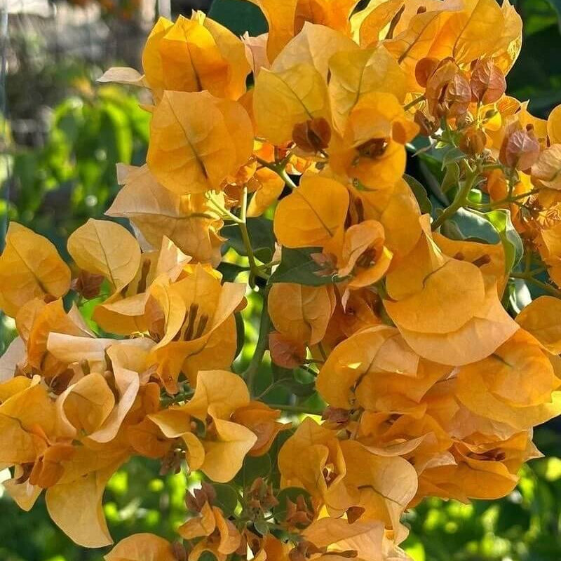 California Gold Bougainvillea Seeds - Flower Plant