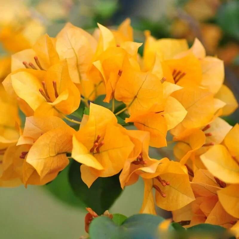 California Gold Bougainvillea Seeds - Flower Plant