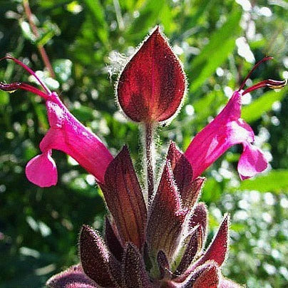 California Hummingbird Sage Seeds – Magenta Red
