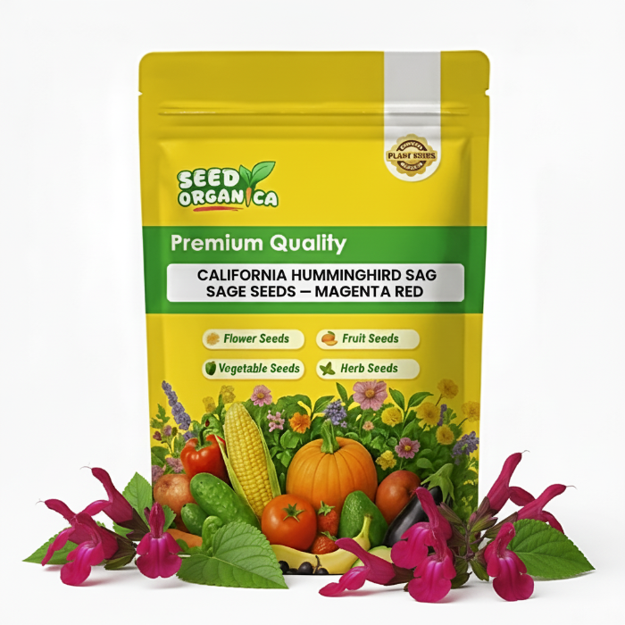 California Hummingbird Sage Seeds – Magenta Red