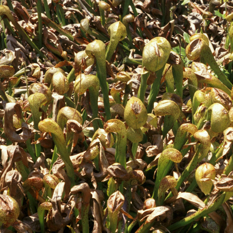 California Pitcher Plant Seeds