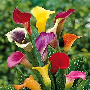 Calla Lily Bulbs – Timeless Beauty
