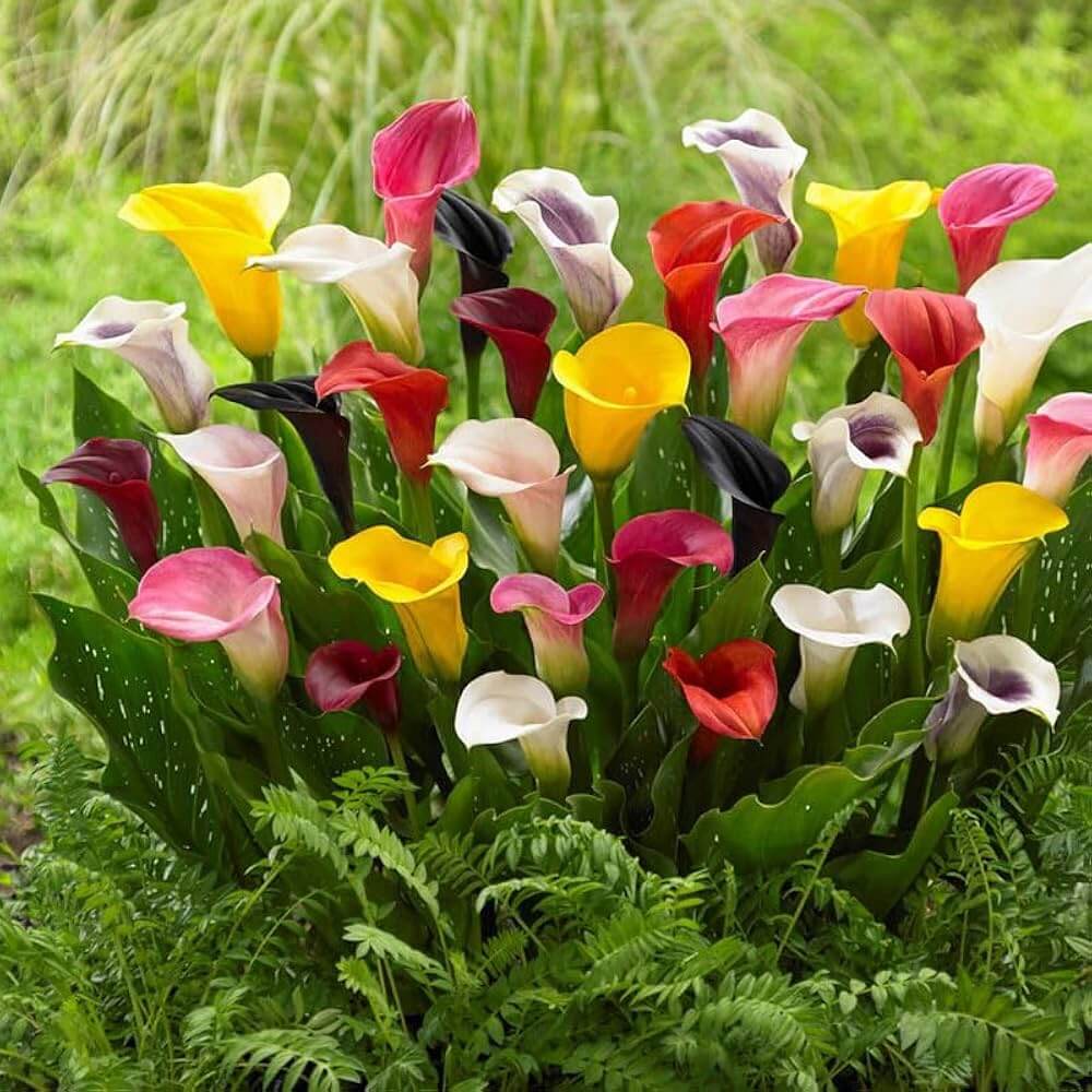 Calla Lily Bulbs – Timeless Beauty
