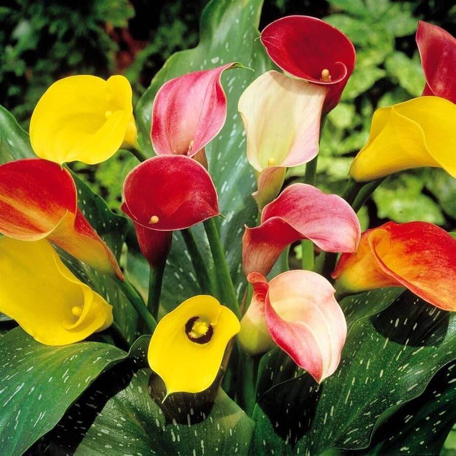 Calla Lily Bulbs – Timeless Beauty
